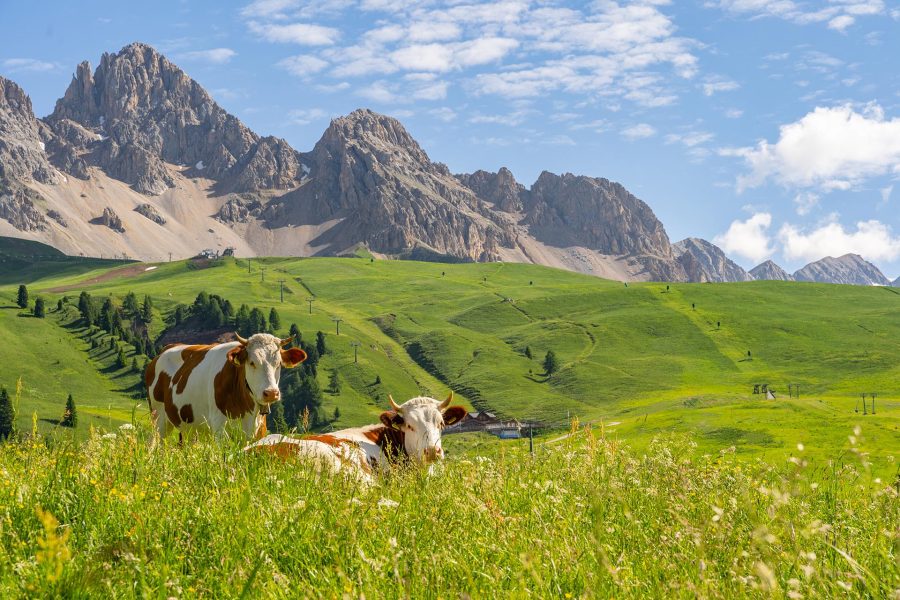 Idyllic landscape with animal on pasture field Beautiful Alps with livestock of cow grazing on pasture with green and fresh grass under peacrful blue sky. Copy space in right side